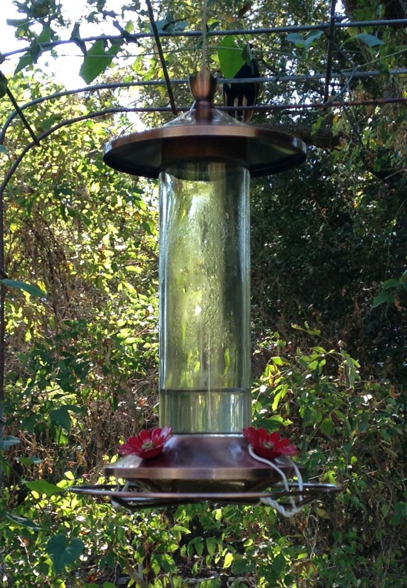 Store Bought Hummingbird Feeder