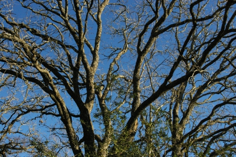 Trees for a roof