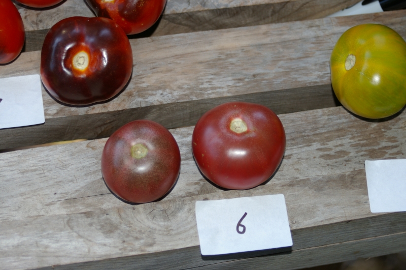 Purple mystery tomato