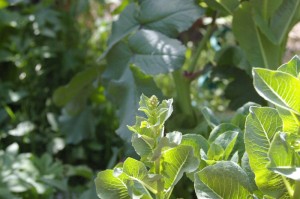 Lettuce going to seed